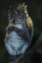 SmilingSquirrel.jpg