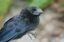 Smooth_Billed_Ani_0051.jpg