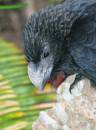Smooth_Billed_Ani_01012.jpg
