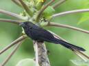 Smooth_Billed_Ani_2_Nassau_June_09_ALP.jpg