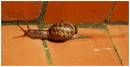 Snail.jpg
