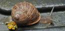 Snail2.jpg