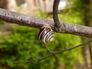 Snail6.jpg