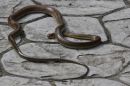 Snake_03A.jpg