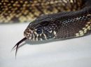 Snake_5_edited-2.jpg