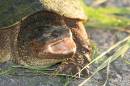 Snapping_Turtle.JPG
