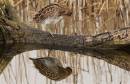 Snipe11.jpg