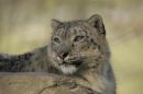 Snow_Leopard_.JPG