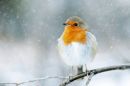 /gallery/data/501/thumbs/Snow_Robin.jpg