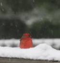 Snowbird.jpg