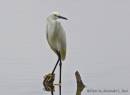 Snowy_Egret2_demo.jpg