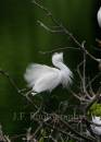 Snowy_Egret_006.jpg