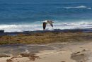 Soaring_Gull_2_DSC0803_web1000.jpg