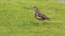 /gallery/data/501/thumbs/Song_Thrush_800.jpg