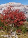 Sorbus_aucuparia.jpg