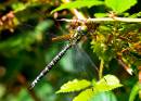 Southern_Hawker1.jpg