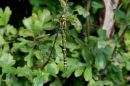 Southern_Hawker_Aeshna_Cyanea_6-8-2020_1.jpg