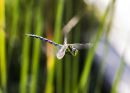 Southern_Hawker_Dragonfly.jpg