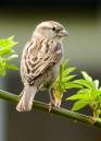 Sparrow.jpg