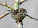 Sparrow1.jpg