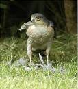 SparrowHawk_pu.jpg