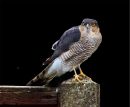 Sparrowhawk_Modified.jpg