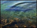 Spawning_Carp.jpg