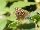 Speckled-Wood1.jpg
