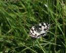 Speckled_White_s_009_edited-copy.jpg