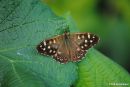 Speckled_Wood_16.jpg