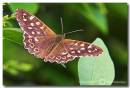 Speckled_Wood_Butterfly_Pararge_aegeria_.jpg