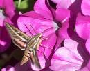 Sphinx_Moth.jpg