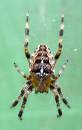 Spider-1.jpg