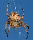 Spider4.jpg