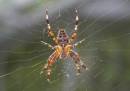 Spider_1.jpg
