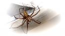 Spider_July_18.jpg