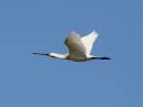 Spoonbill-02.jpg