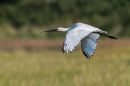 Spoonbill2.jpg