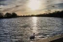 Spot_light_on_swan.jpg
