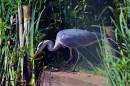 Spotted-Heron.jpg