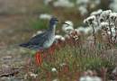 Spotted-Redshank2.jpg