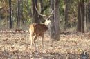 Spotted_Deer.jpg