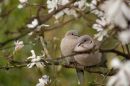 Springtime_800.jpg