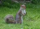 Squirel.jpg