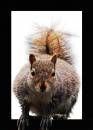 Squirrel-1_20_04_09.jpg