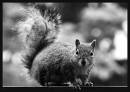 Squirrel-2_20_04_09.jpg