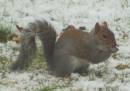 Squirrel.jpg