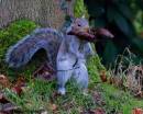 Squirrel0014.jpg