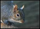 Squirrel1-4213.jpg
