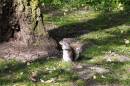 Squirrel11.jpg